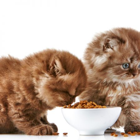 Alimenti Kitten