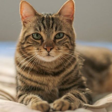 GATTO
