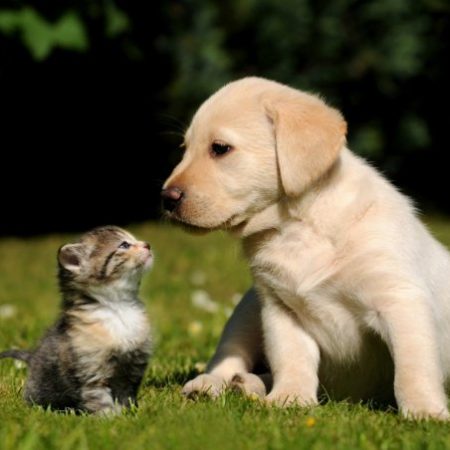 CUCCIOLI